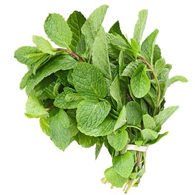 Fresh Mint