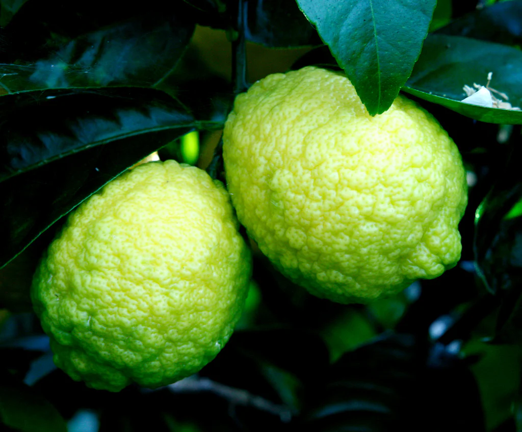 Lemon