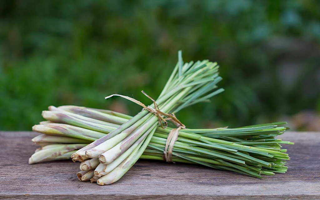 Lemon Grass