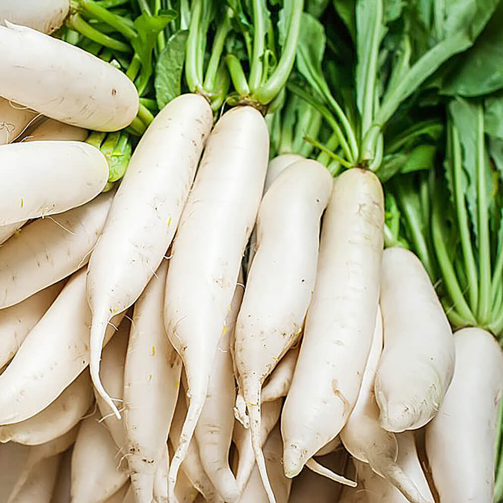 Radish White